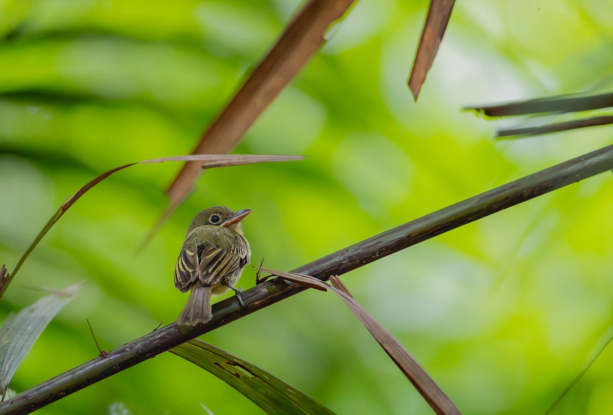 Western Olivaceous Flatbill - ML651337861