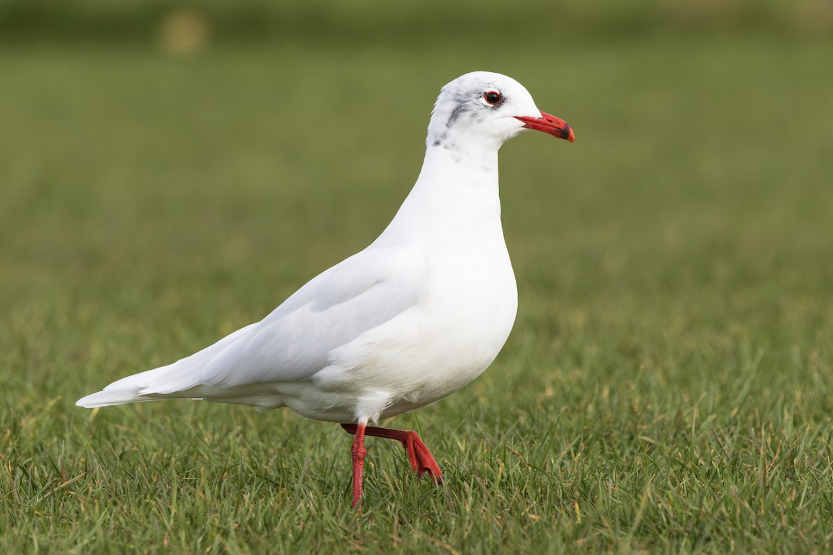 ニシズグロカモメ - ML651338092