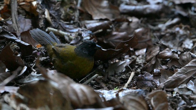 オオアシシトド - ML651339402