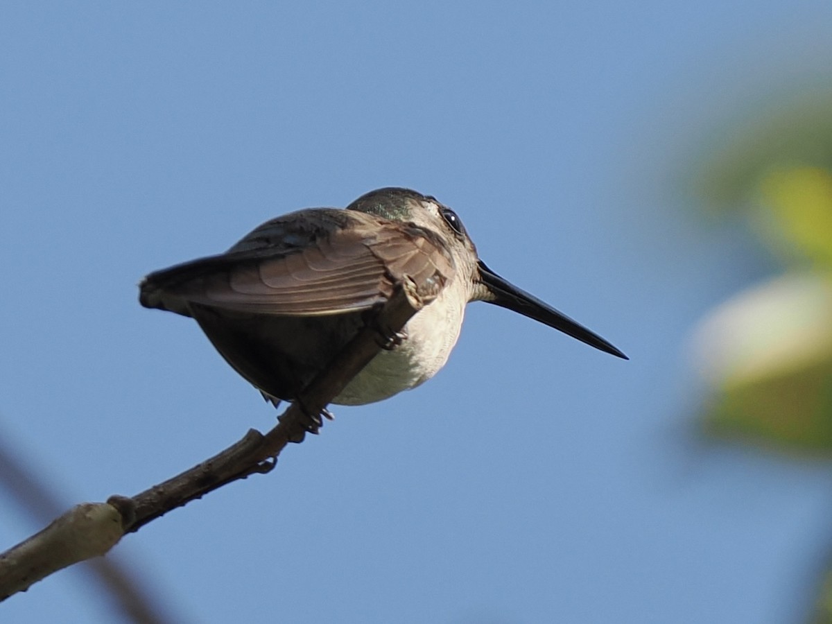 mexicosabelvinge - ML651339426