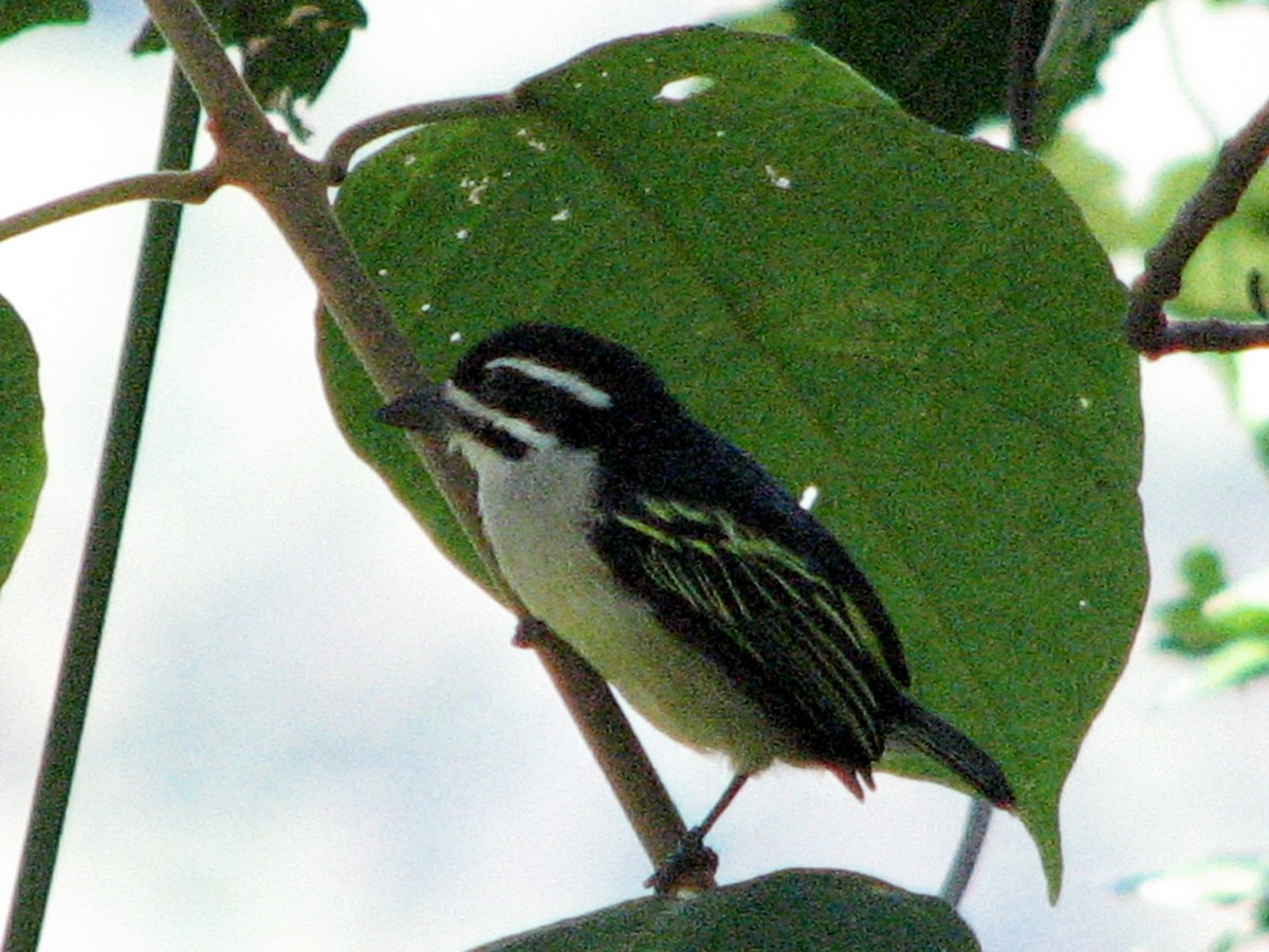 Yellow-rumped Tinkerbird - ML651339684