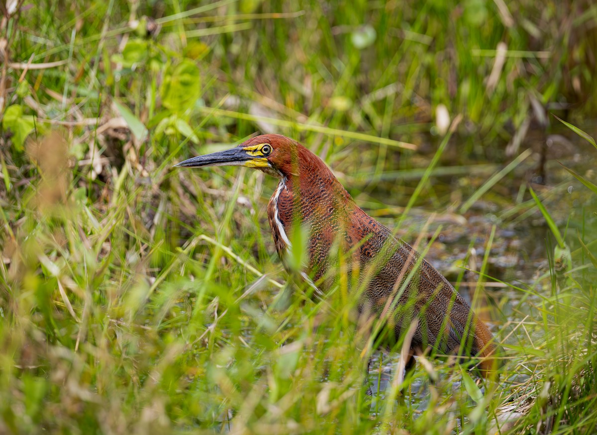 Rufescent Tiger-Heron - ML651340426