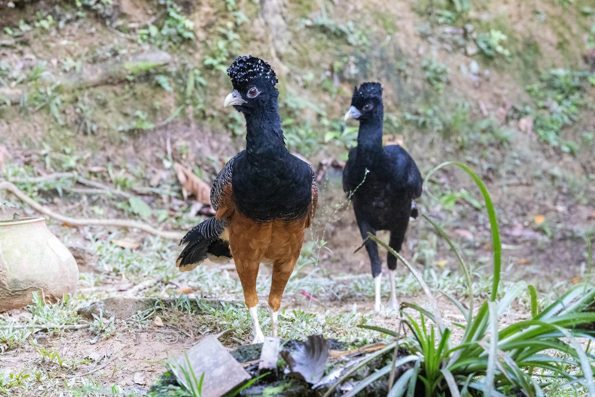 Blue-billed Curassow - ML651341423