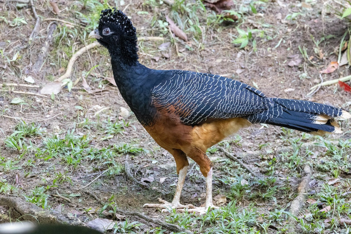 Blue-billed Curassow - ML651341424
