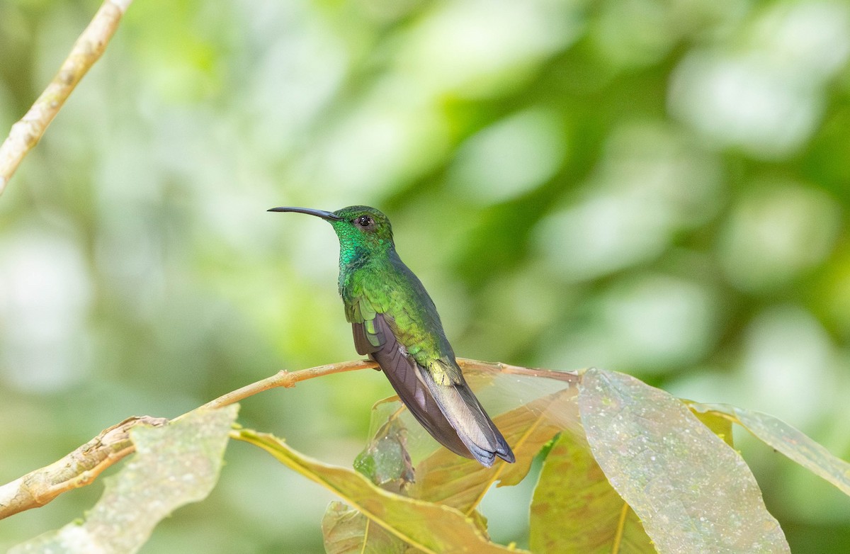 White-vented Plumeleteer - ML651341507