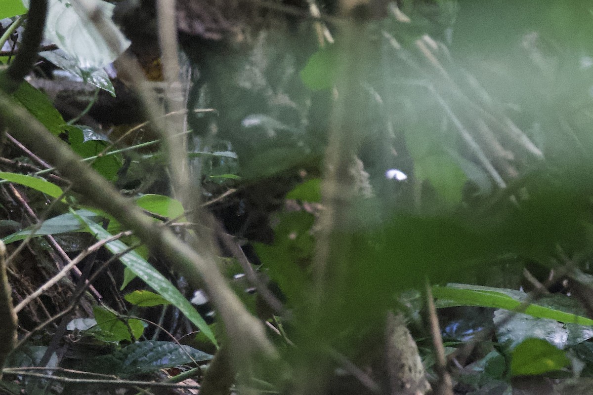 White-crowned Forktail (Northern) - ML651341559