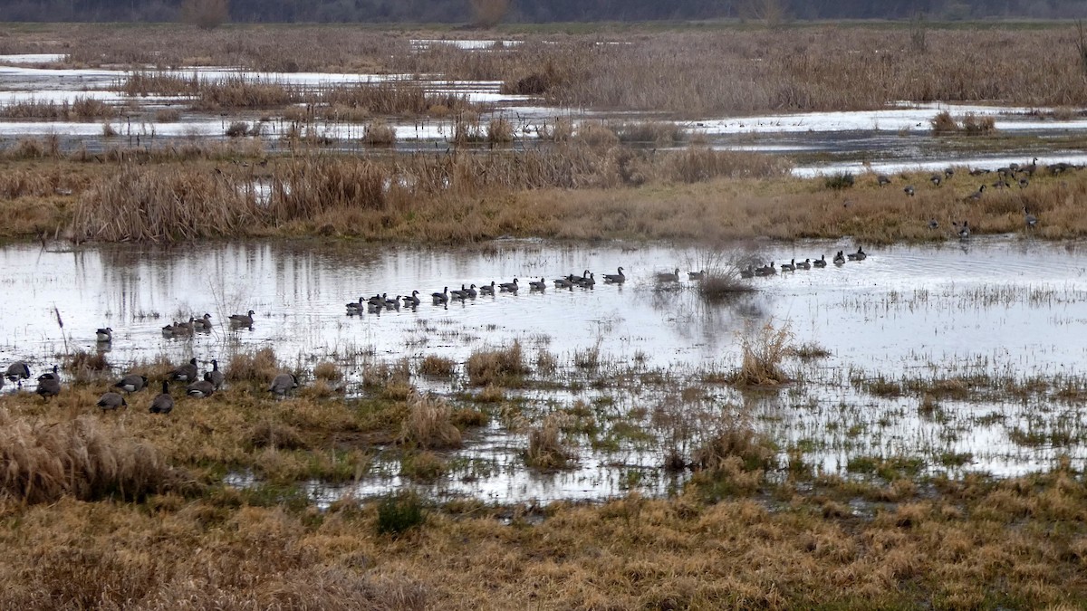 eBird Checklist - 18 Feb 2026 - Billy Frank Jr. Nisqually NWR - 54 ...
