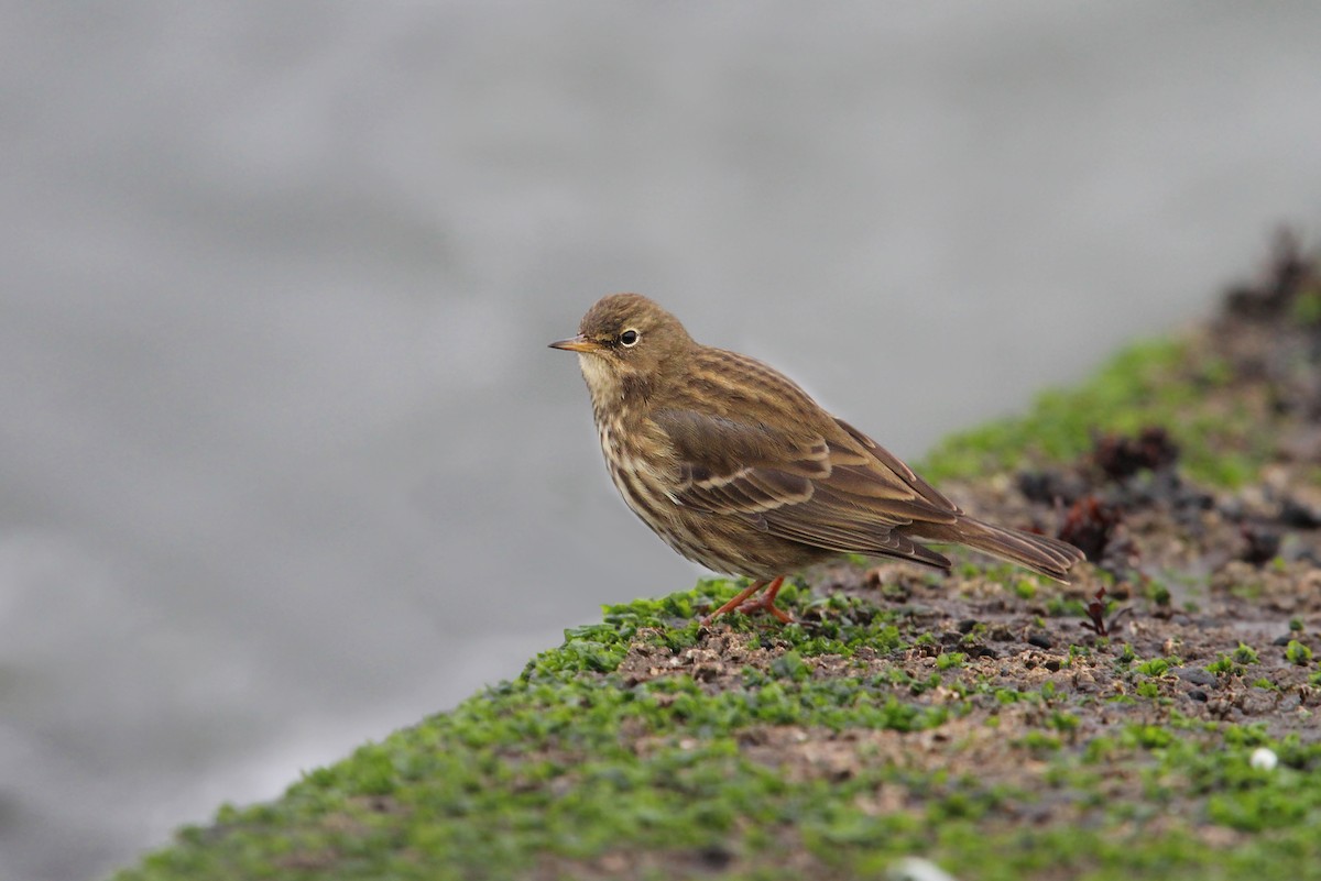 Rock Pipit - Christoph Moning