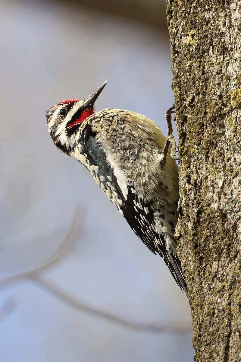 Желтобрюхий дятел-сокоед - ML651342056