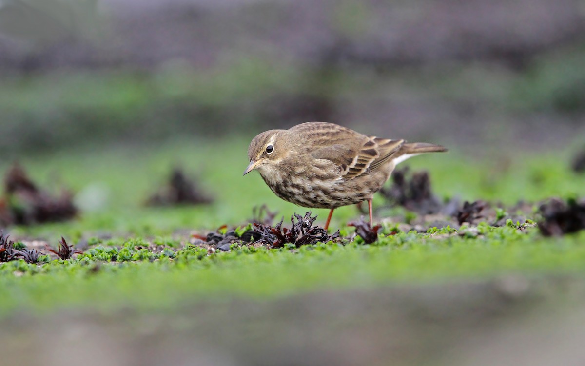 Rock Pipit - Christoph Moning