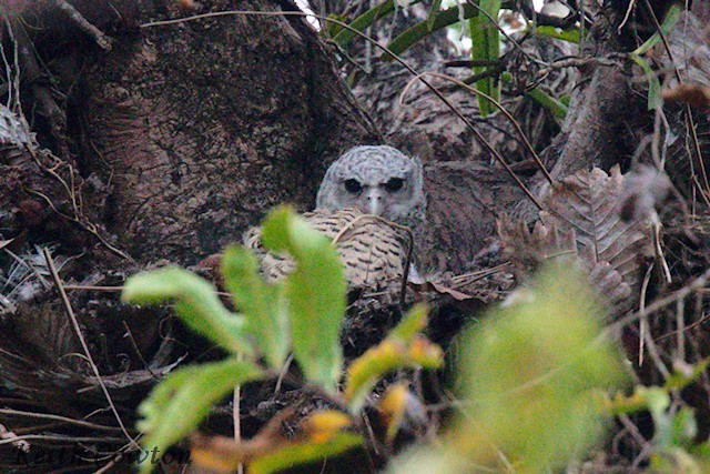 Spot-bellied Eagle-Owl - ML651342322