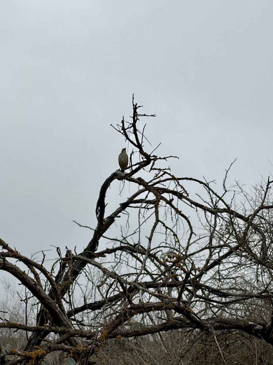 Curve-billed Thrasher - ML651342331