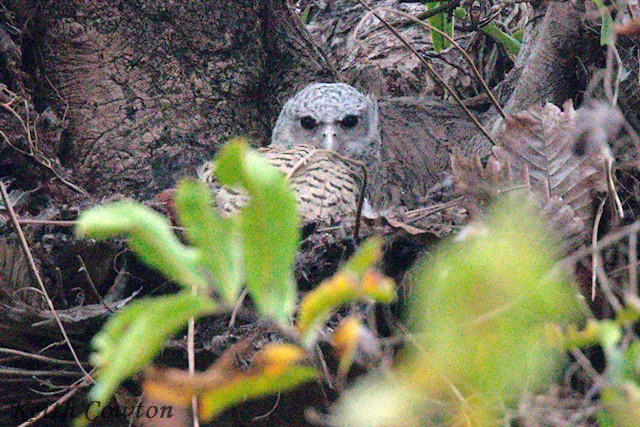 Spot-bellied Eagle-Owl - ML651342332
