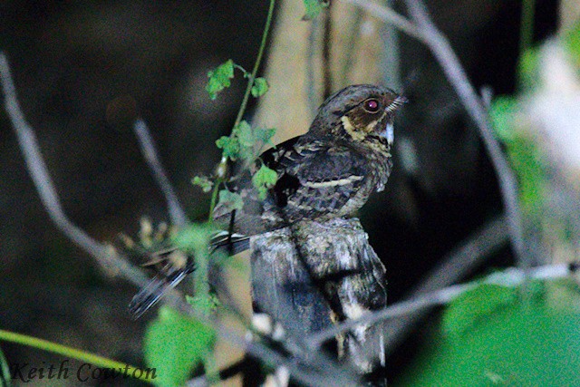 Jerdon's Nightjar - ML651342479