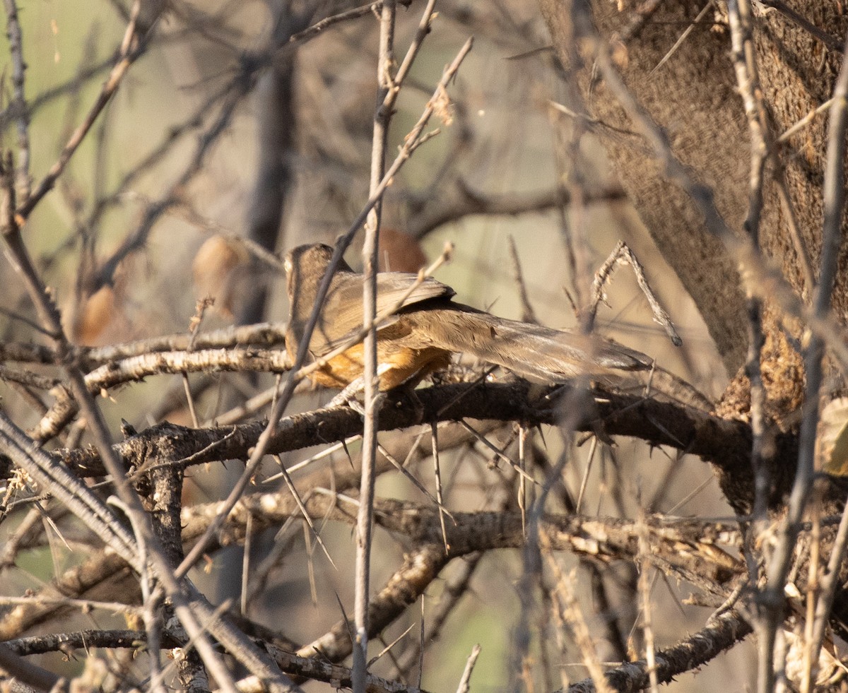 Rufous Chatterer - ML651342545