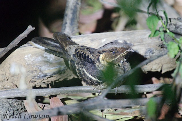 Jerdon's Nightjar - ML651342771