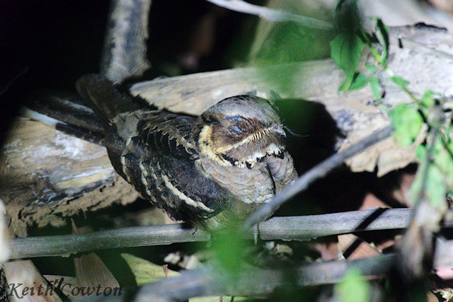 Jerdon's Nightjar - ML651342775