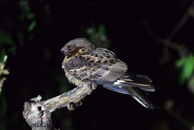 Jerdon's Nightjar - ML651342785