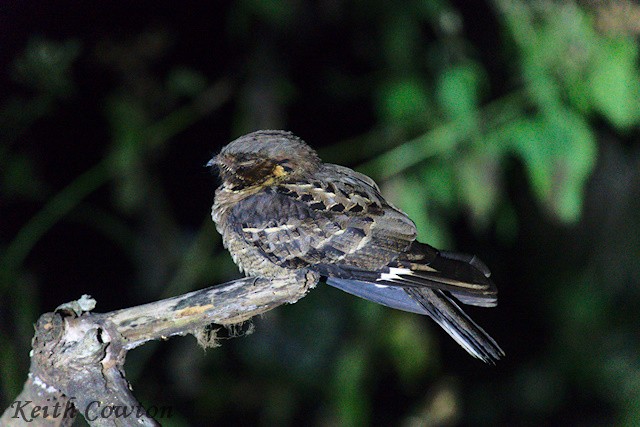 Jerdon's Nightjar - ML651342799