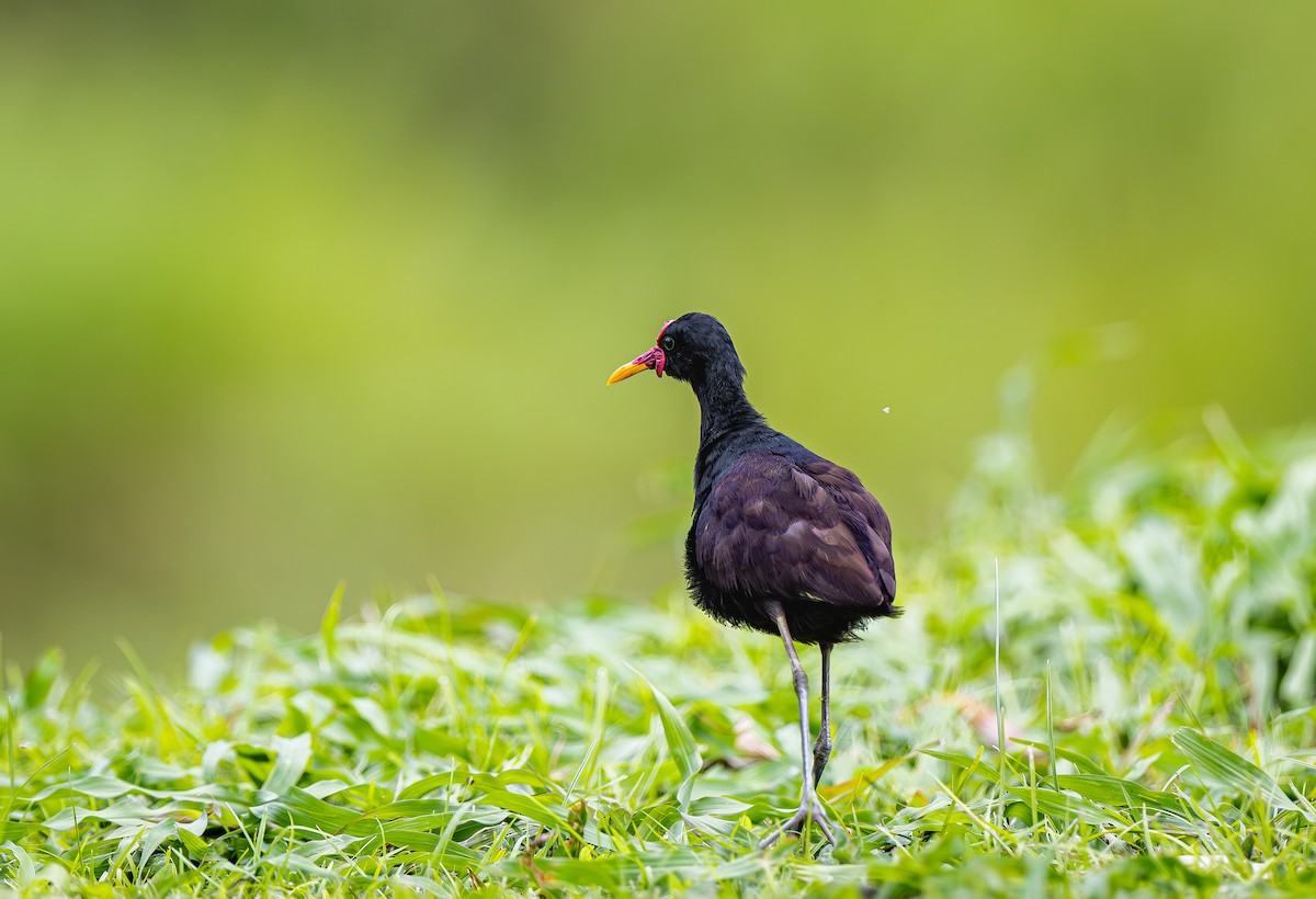 Jakana hegoamerikarra - ML651343595