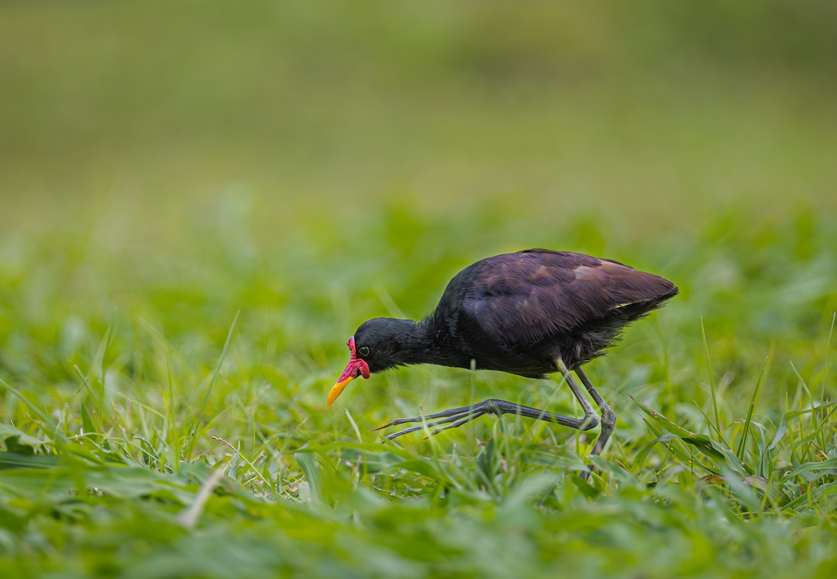 Jakana hegoamerikarra - ML651343596