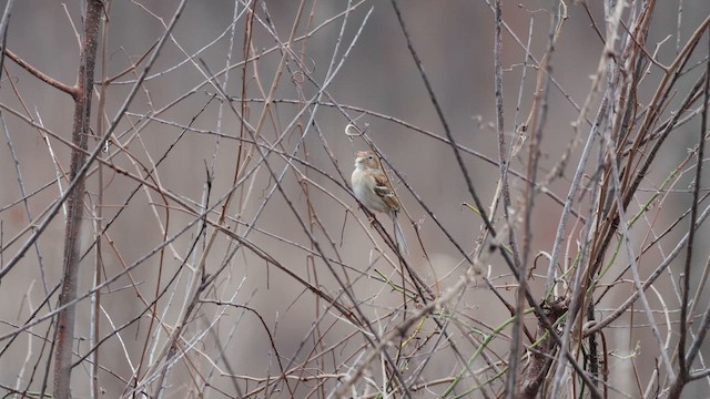 Карнатка польова - ML651343599