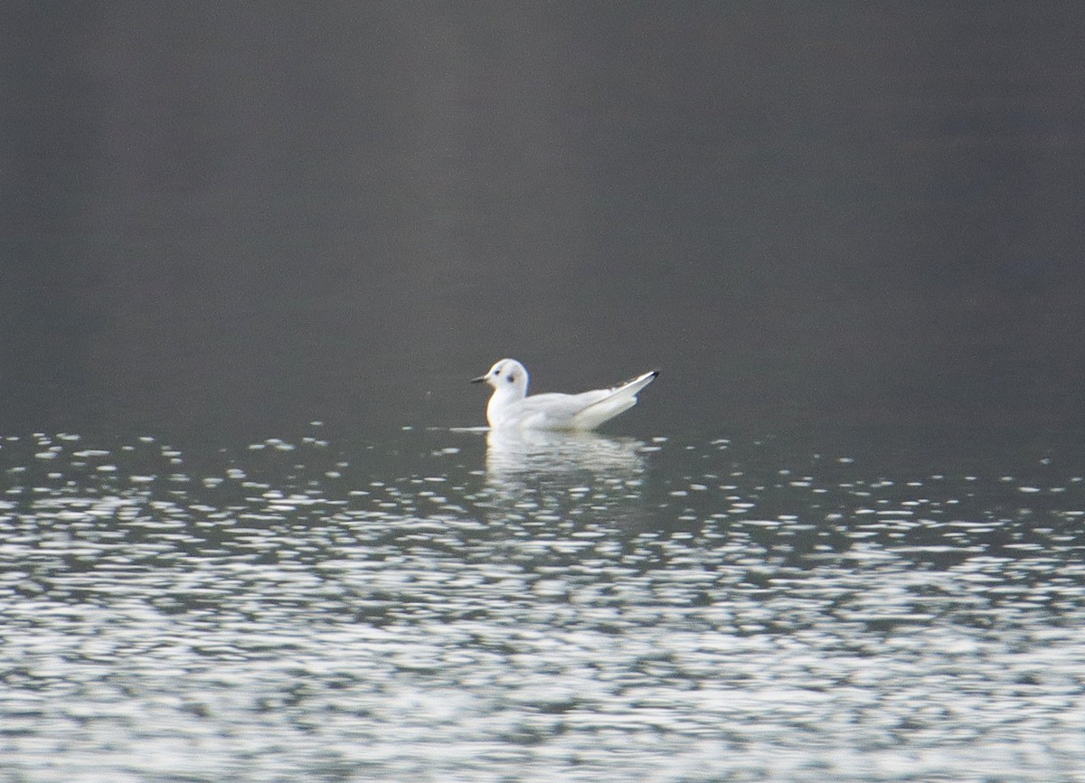 שחף אמריקני - ML651343634