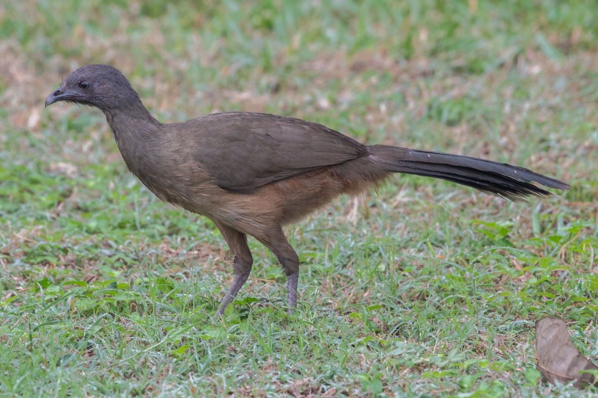 Braunflügelguan - ML651344204