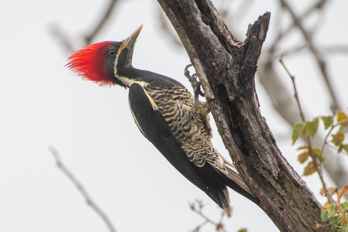 Linienspecht - ML651344319