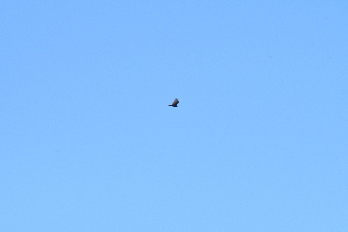 ヒメコンドル - ML651345103