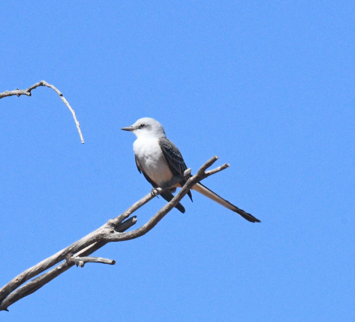 エンビタイランチョウ - ML651345126