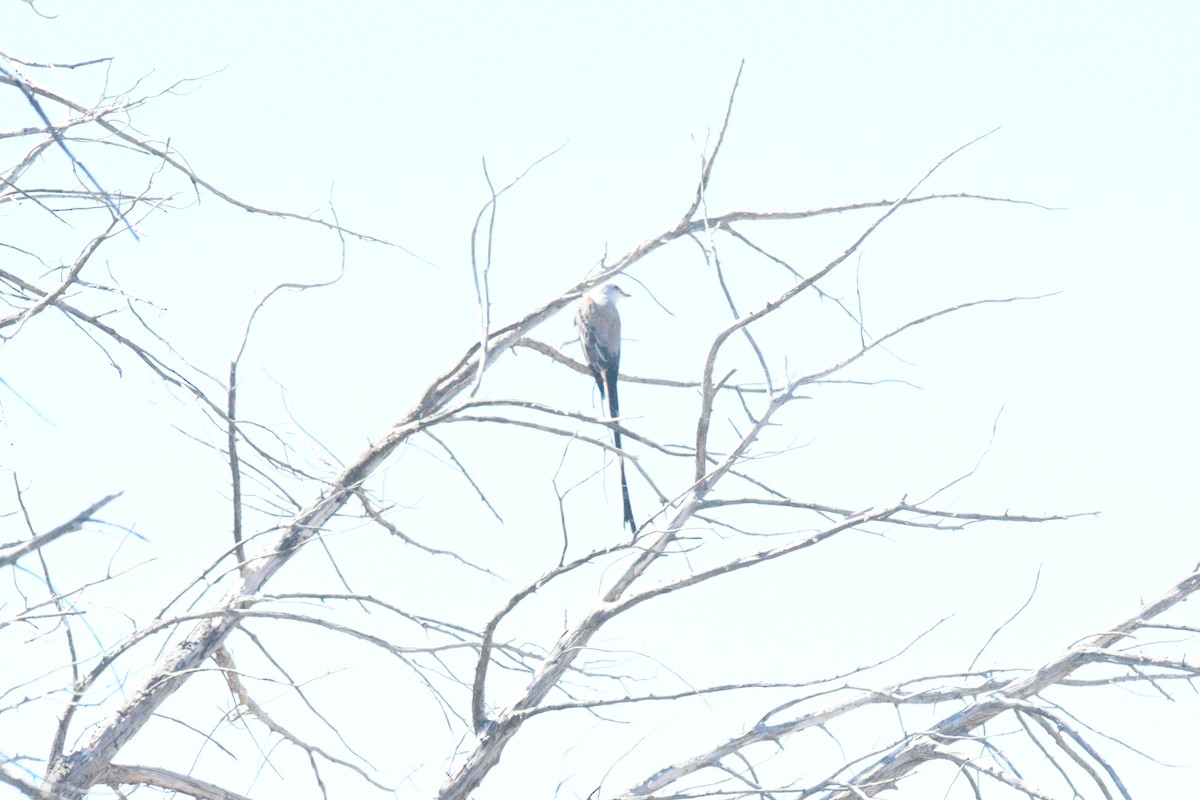 エンビタイランチョウ - ML651345136