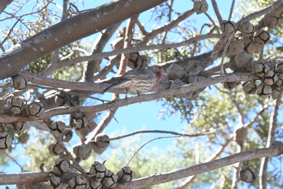 メキシコマシコ - ML651345150