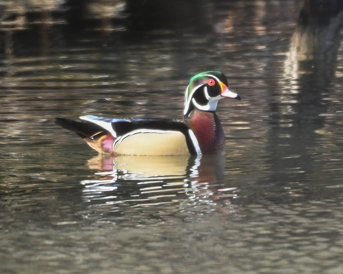 eBird Checklist - 20 Feb 2026 - Poague CA - 20 species (+1 other taxa)