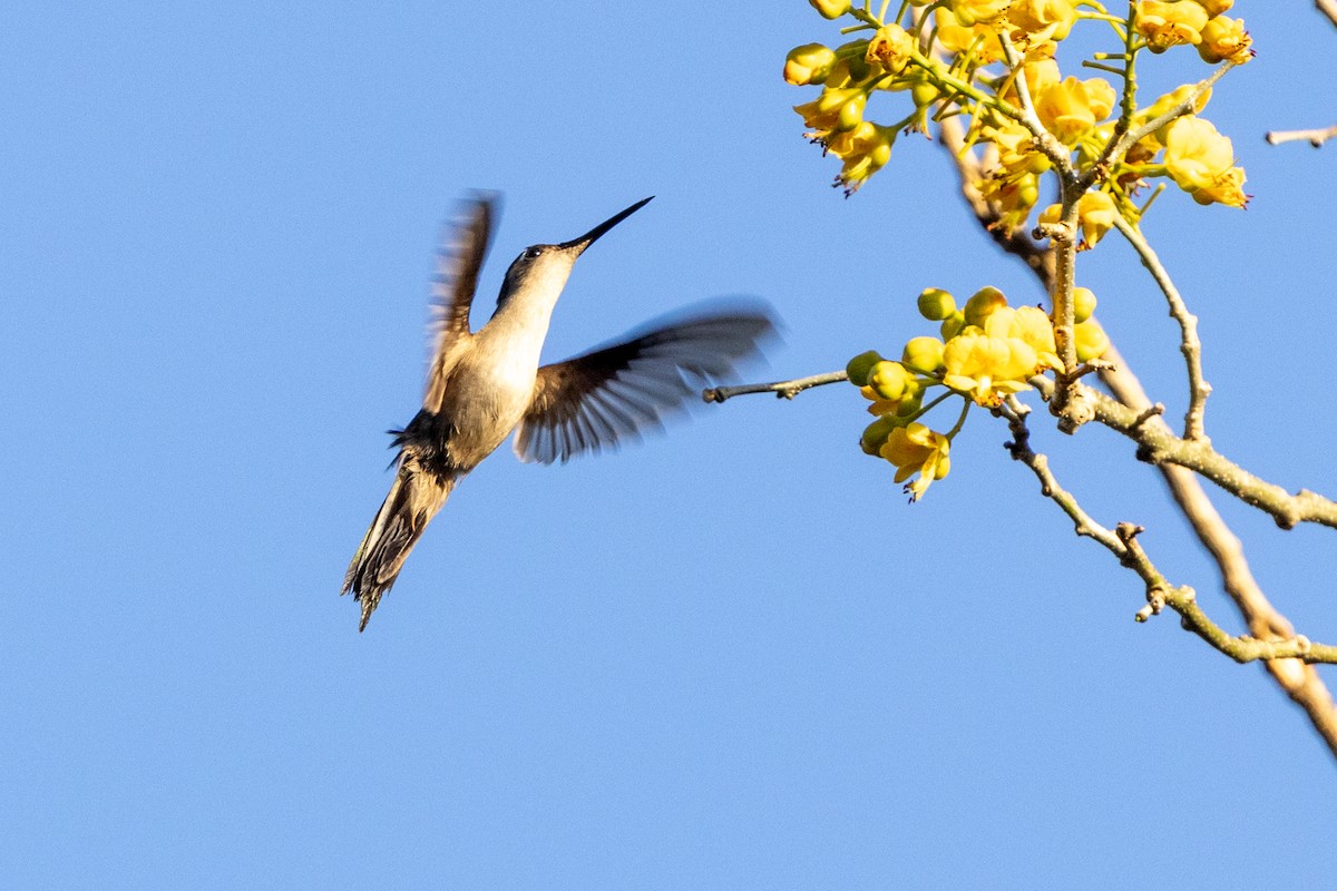 mexicosabelvinge - ML651346269