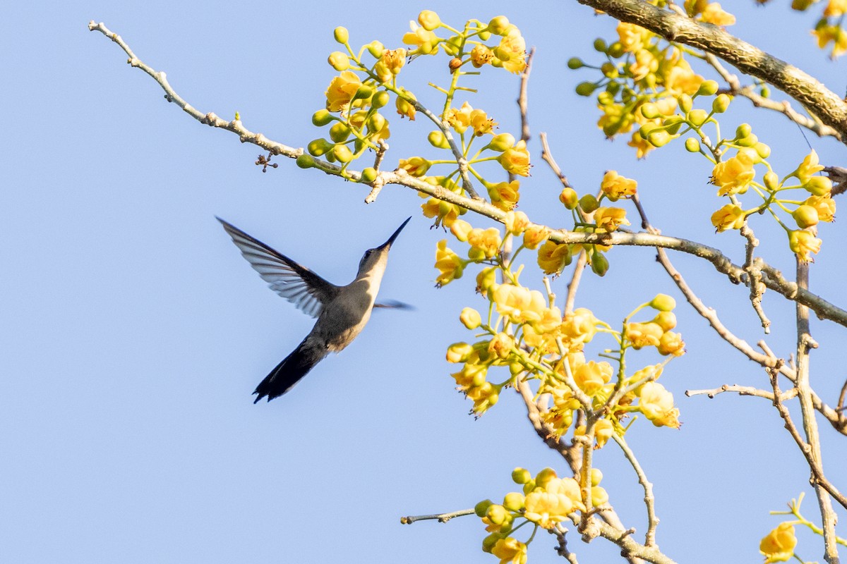 mexicosabelvinge - ML651346270