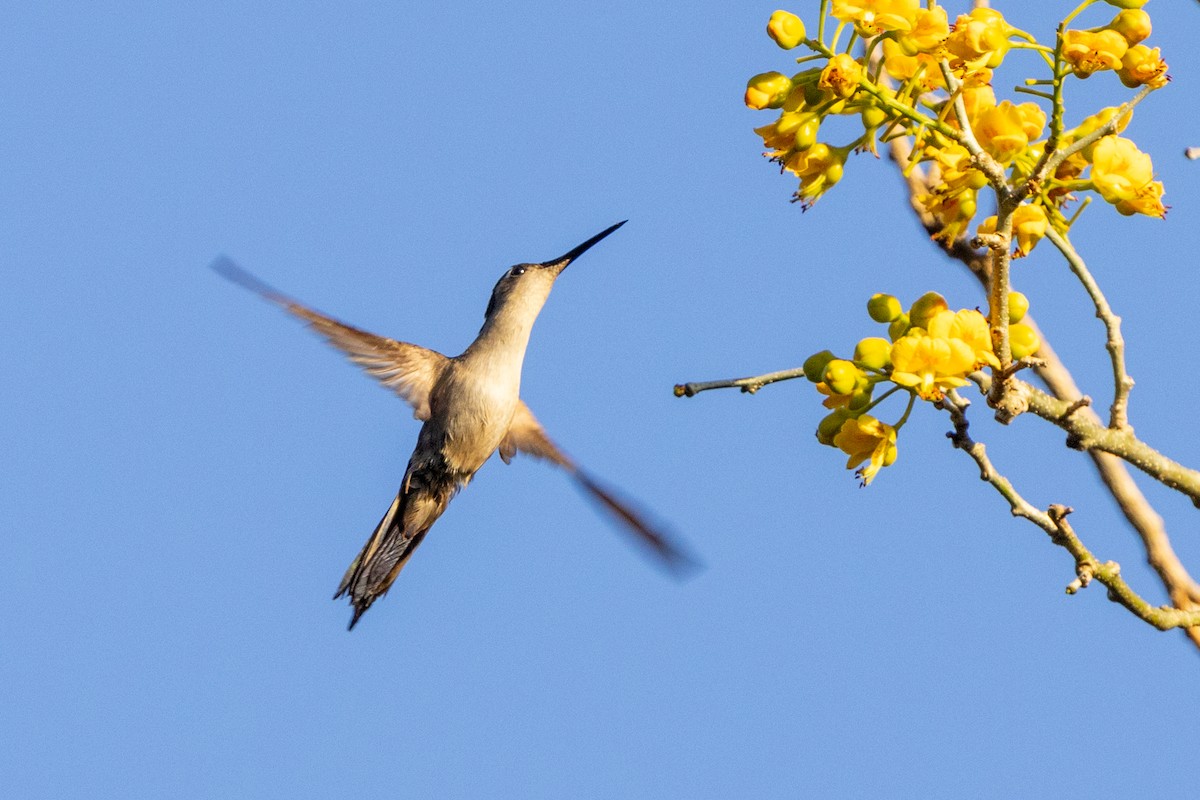 mexicosabelvinge - ML651346271