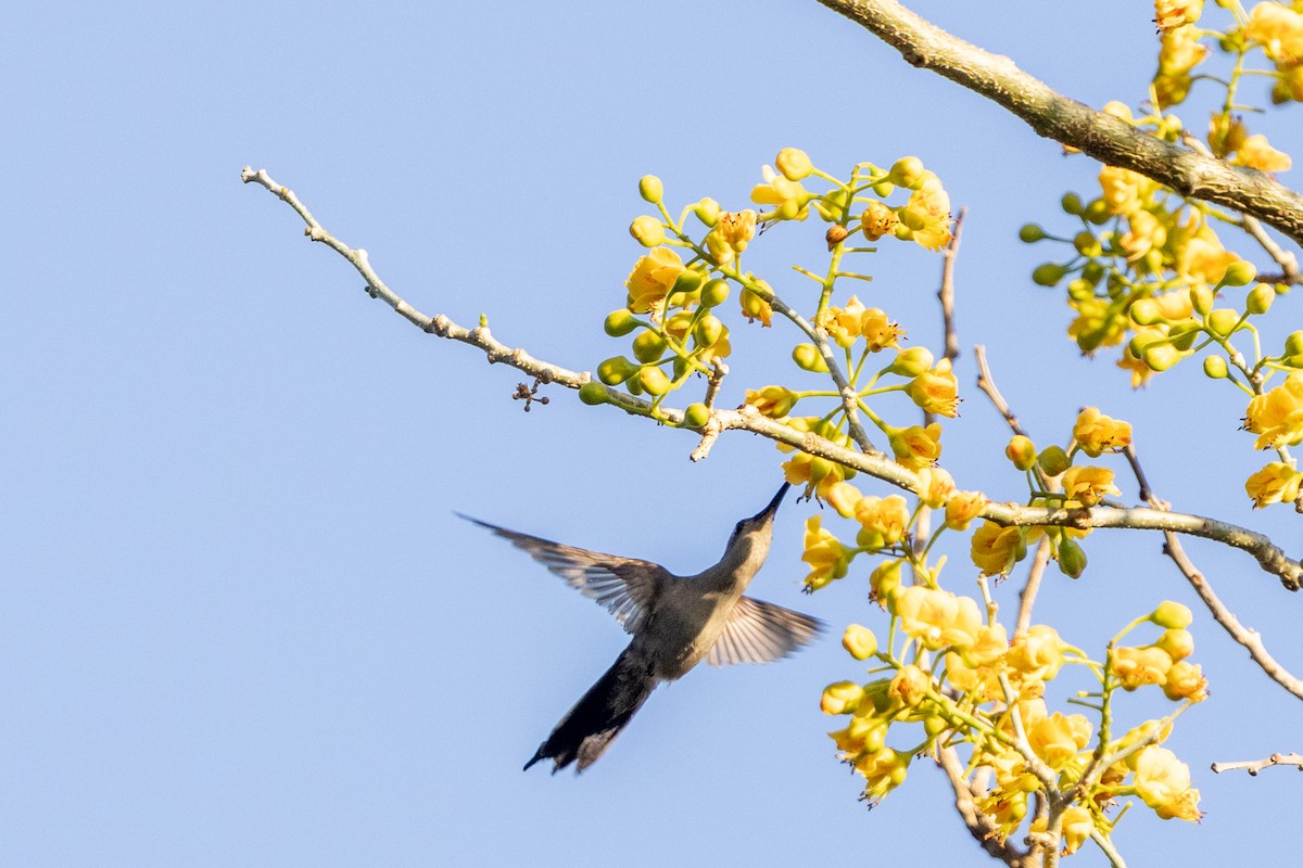 mexicosabelvinge - ML651346272