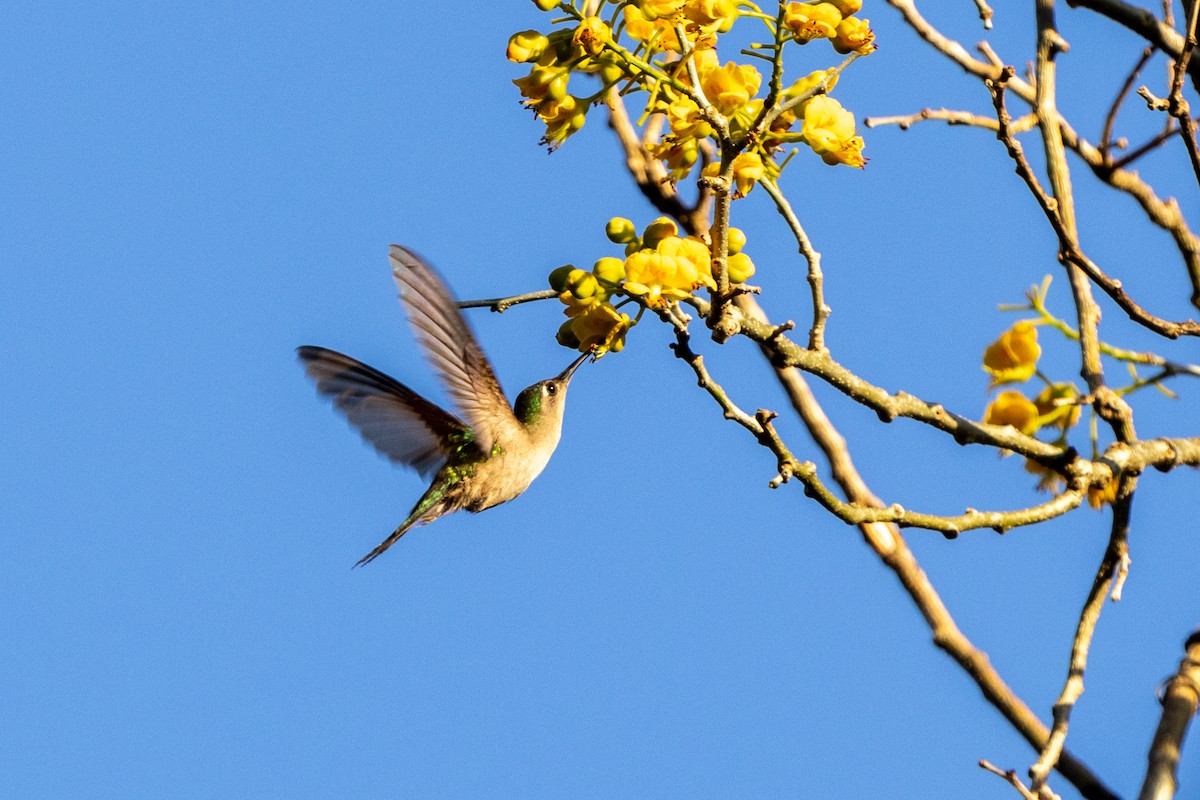 mexicosabelvinge - ML651346273