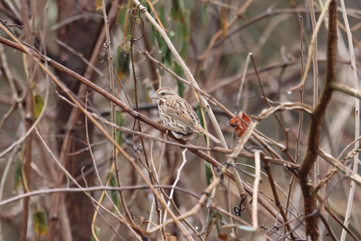 Song Sparrow - ML651347369