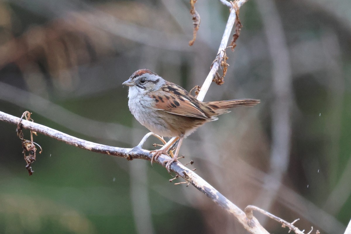 Swamp Sparrow - ML651347785