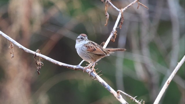 Пасовка болотяна - ML651347793