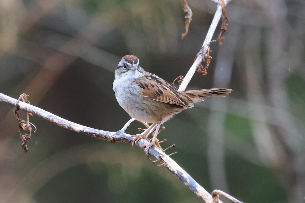 Swamp Sparrow - ML651347805