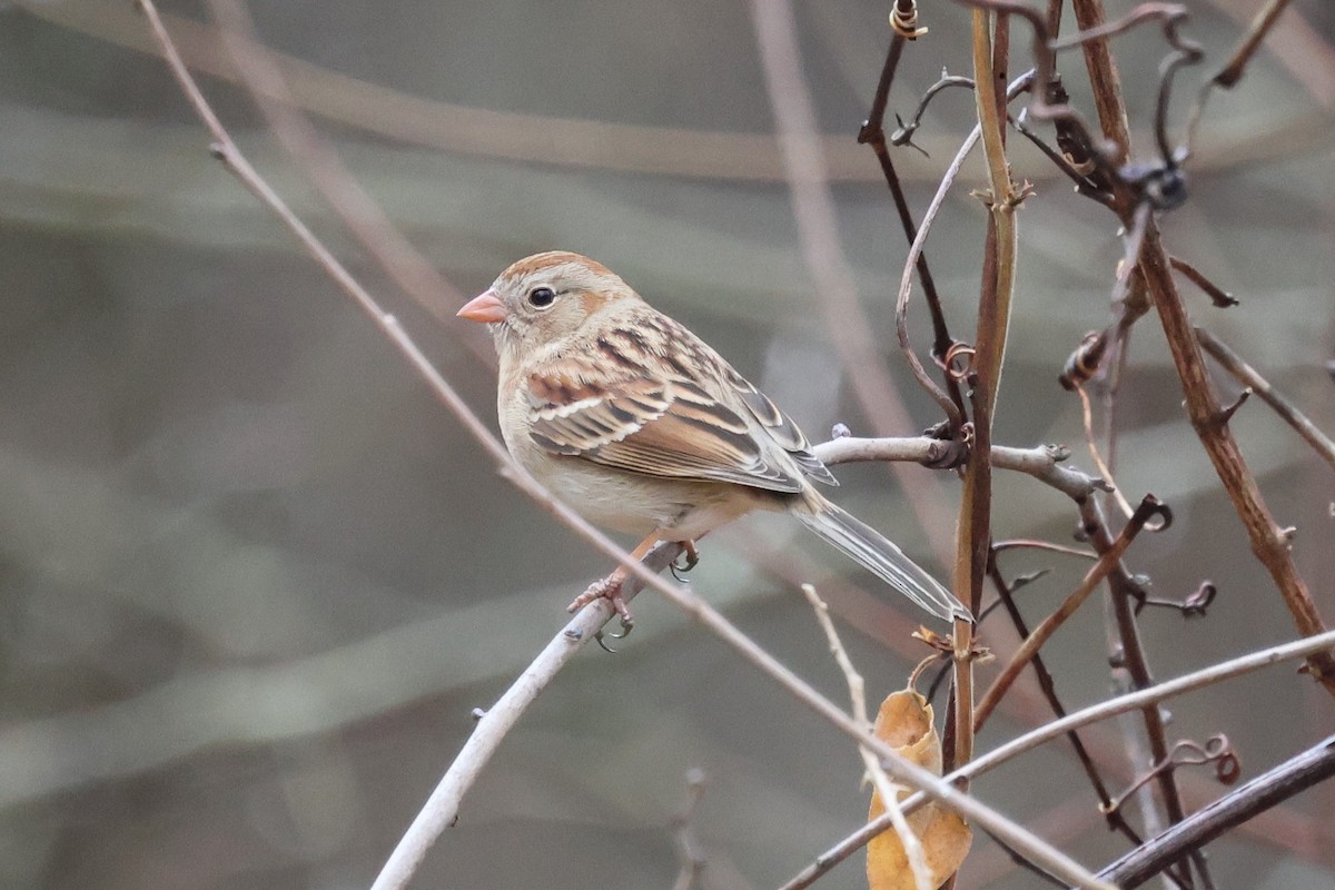 Field Sparrow - ML651347813