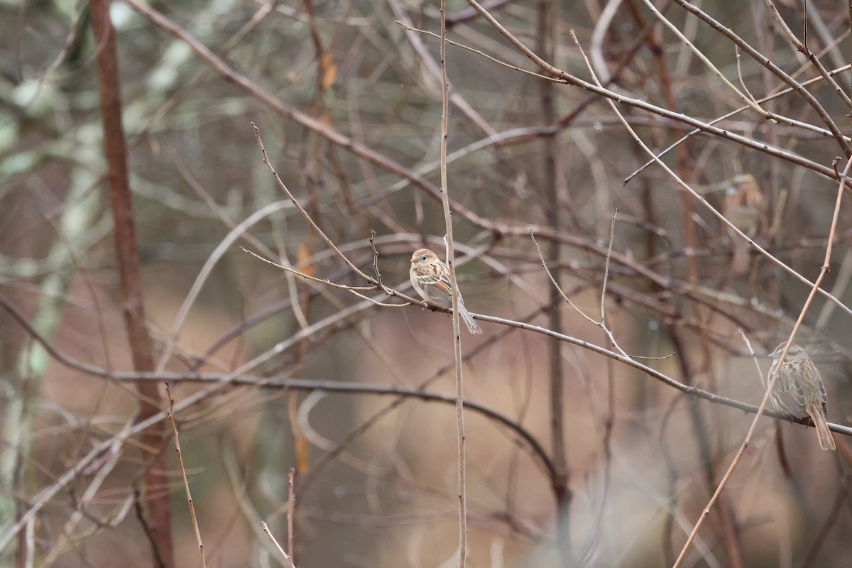 Field Sparrow - ML651347817