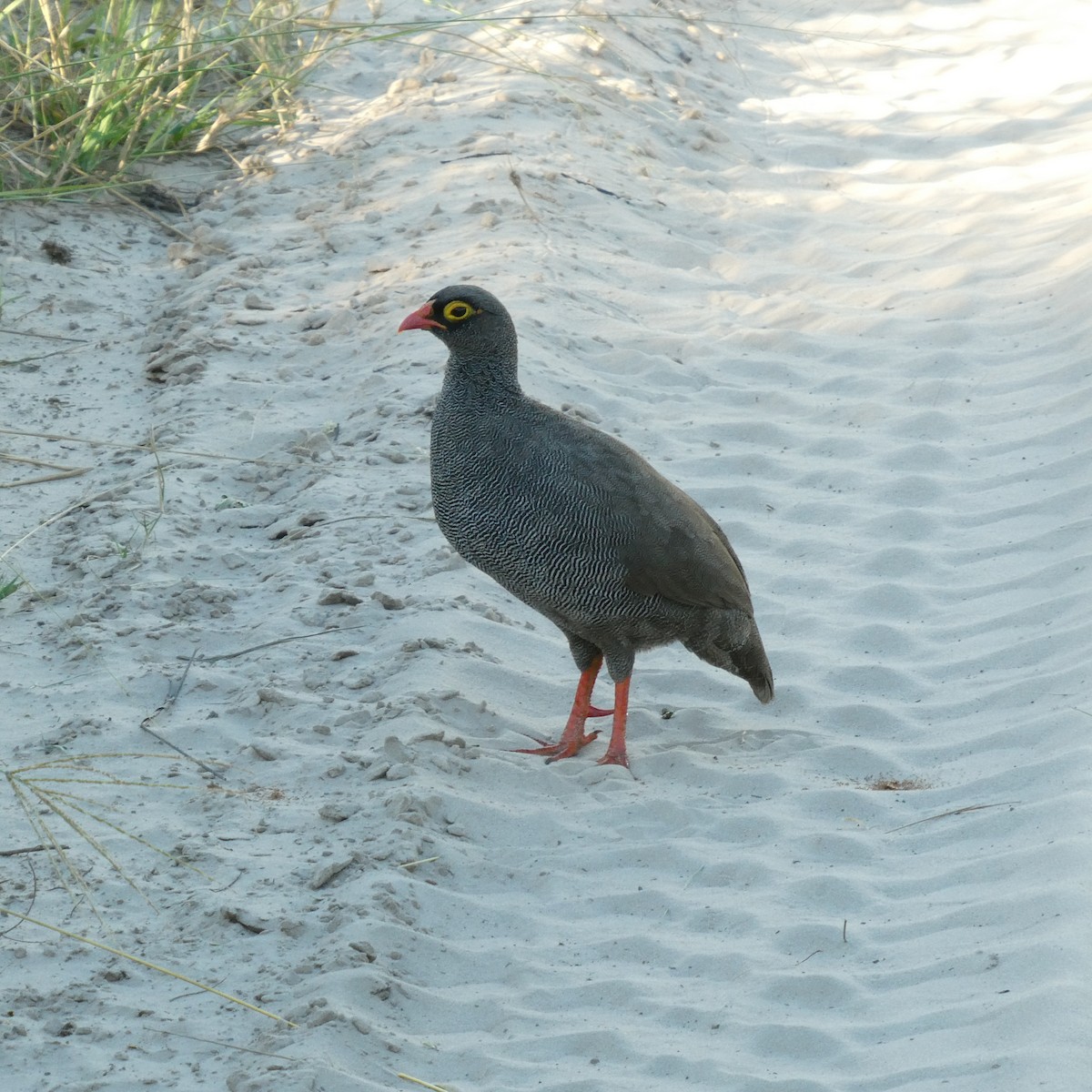Francolin à bec rouge - ML651348538