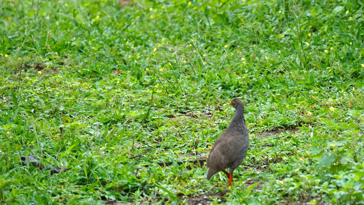 Francolin à bec rouge - ML651349003