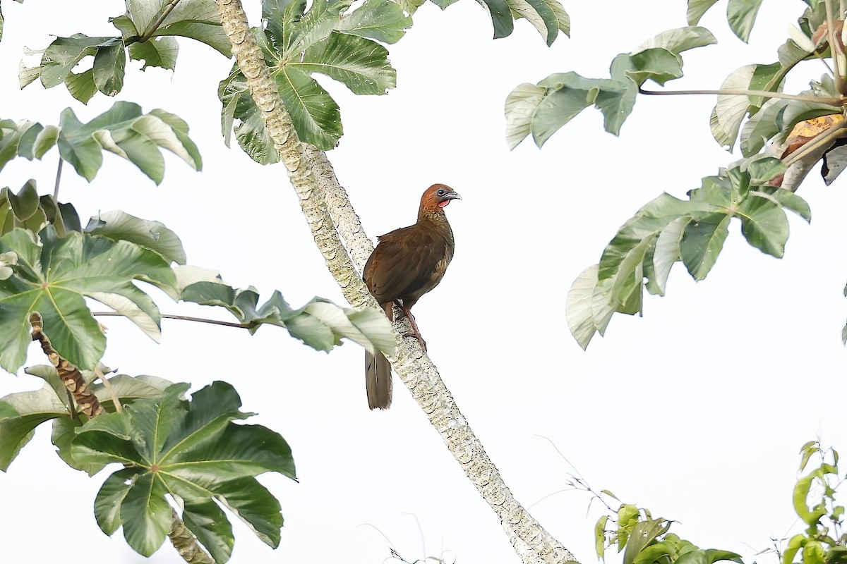 Chachalaca Guayanesa - ML651349696