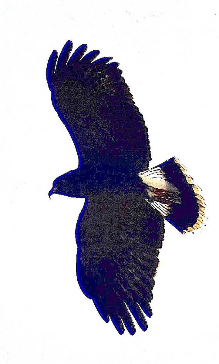 Snail Kite - ML651350719