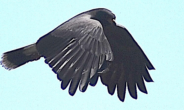Snail Kite - ML651350723